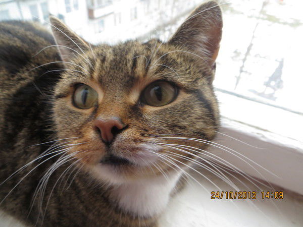 Петр Дейсан