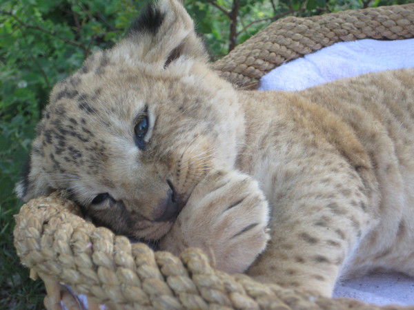 Светлана Ящук