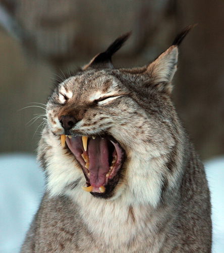 Сергей Резниченко