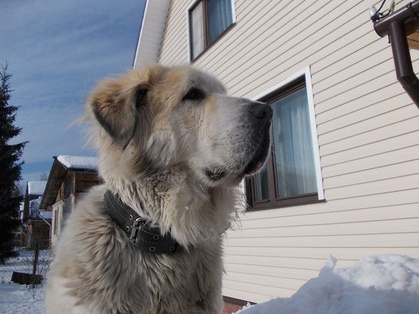 Владимир Монахов