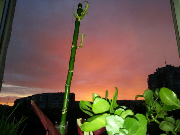 Ксения Воронина