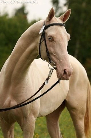 Еркебулан Оскенбаев