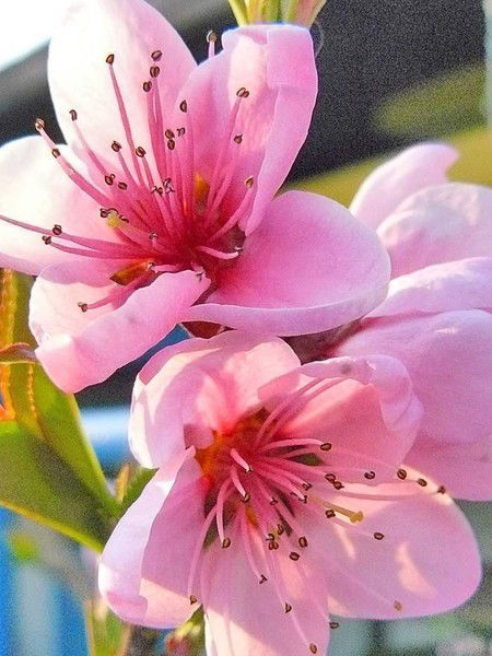 Елена Давлетханова