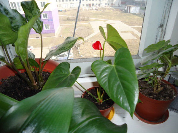 Елена Матошко