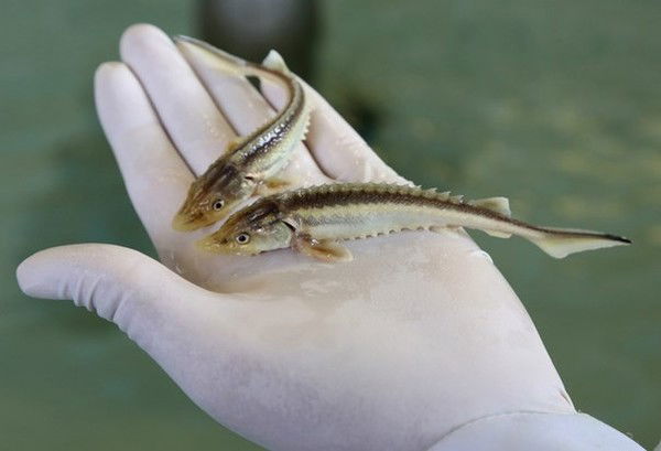 Ахмедияр Жунусов