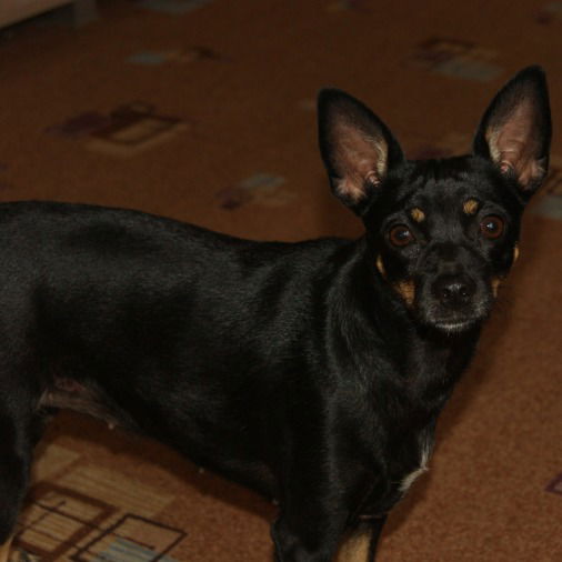 Aнгелина Леонтьева