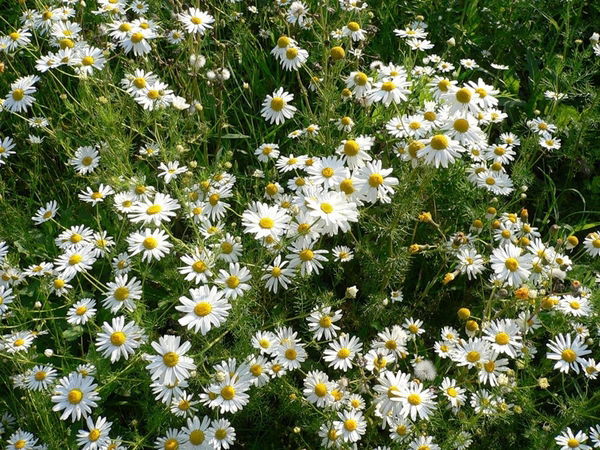 Елена Тайгузанова