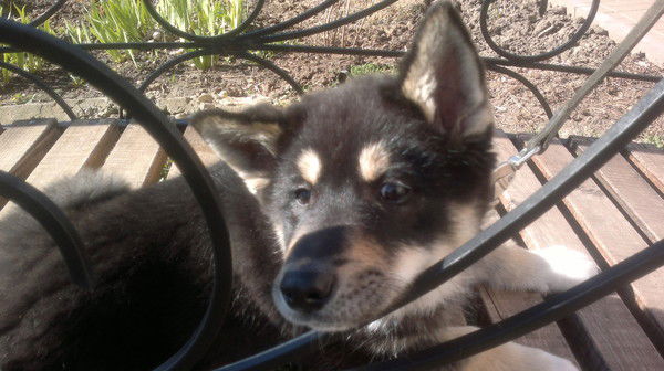 Олег Гайдуков