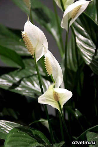 Гульнур Сутпаева