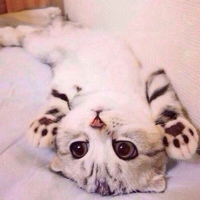 Мадина Шамилова