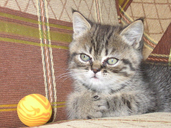 Марина Аксенова