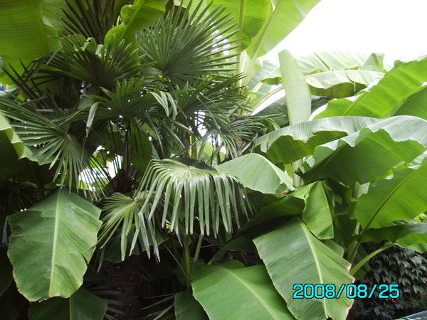 Елена Киянова