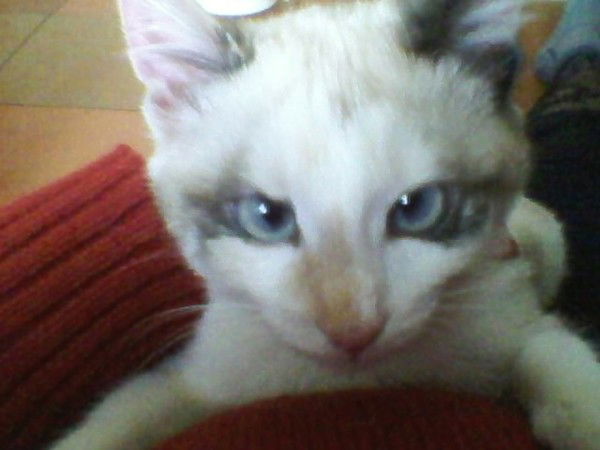 Надежда Чебан (Устинова)