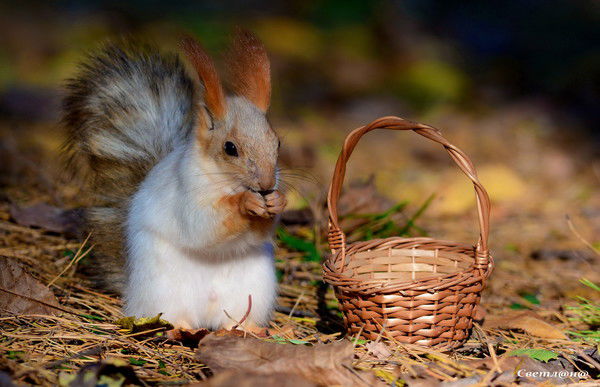 Елена Смоленцева