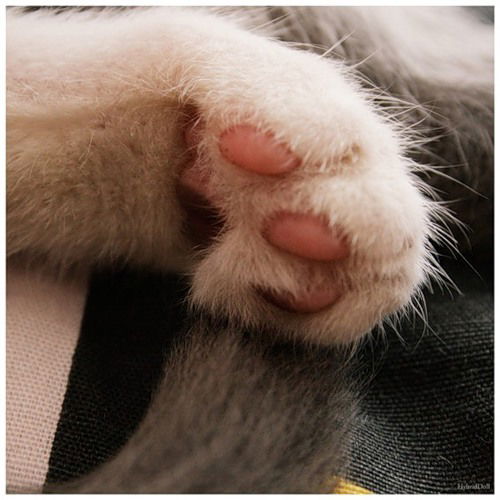 Ирина Соколова