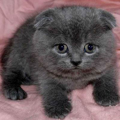 Рома Фролов