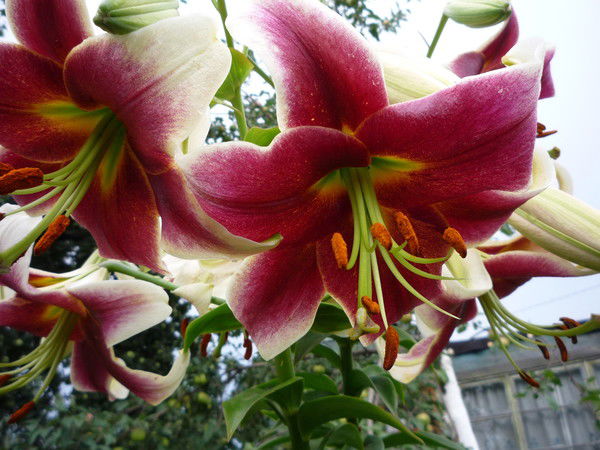 Алия Каюмова