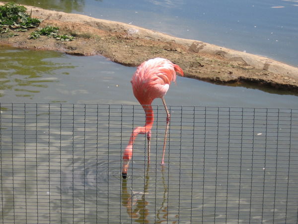 Татьяна Зубчук (Целых)