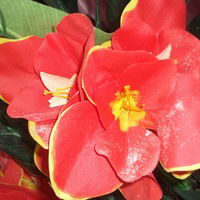 Алина Куликова