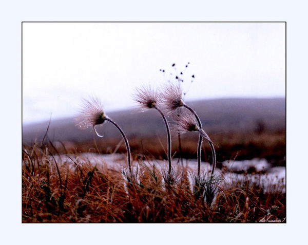 Вадим Сперелуп