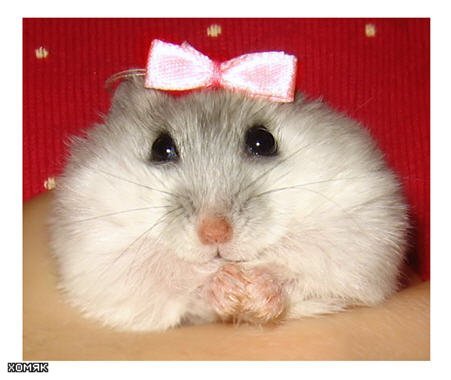 Людмила Никитина