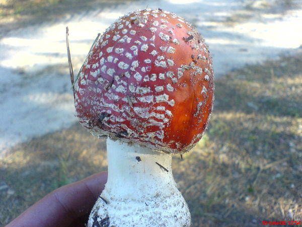 Наталья Пантюхова