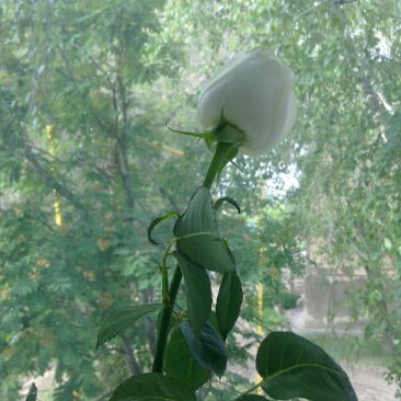 Елена Синютина