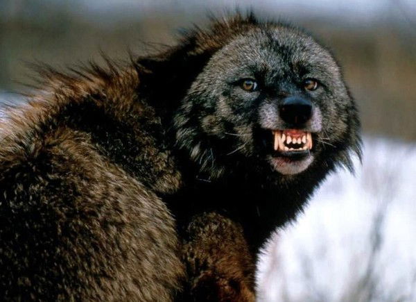 Виталий Корнак