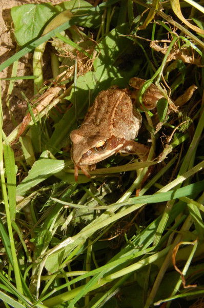 Анатолий Казновский
