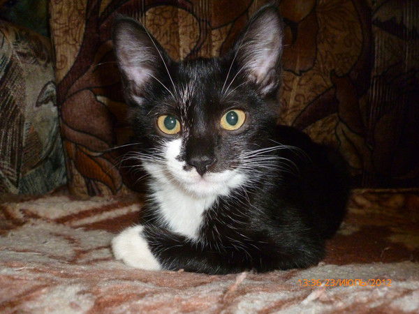 Софья Влахно