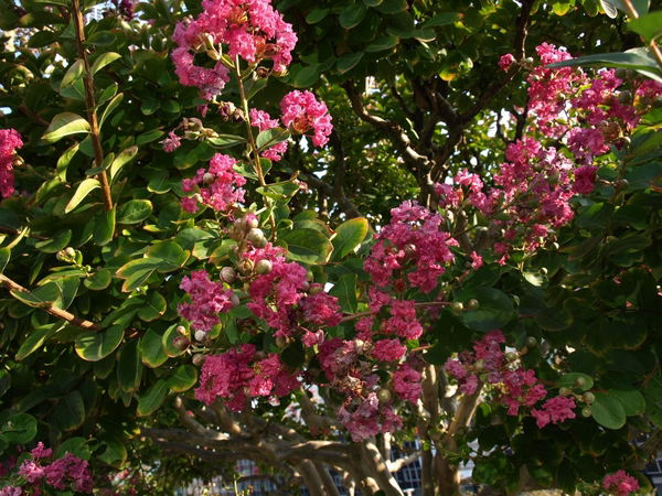 Сергей Каневский