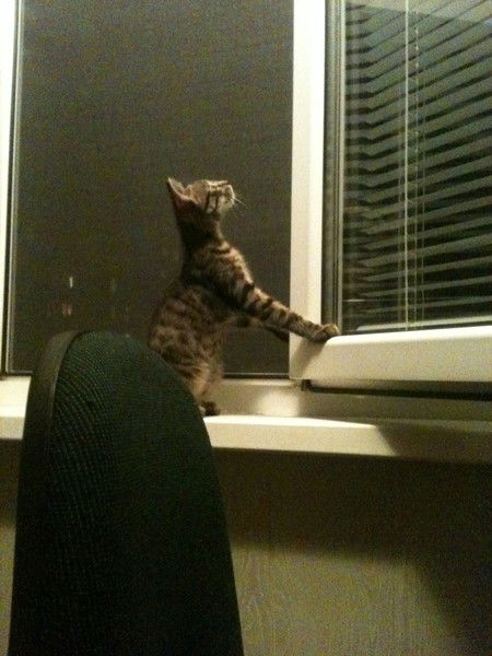 Елена Алфимова