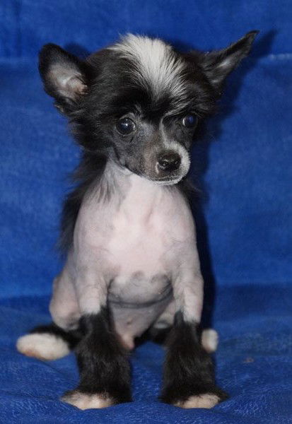 Оля Александрова