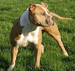 Виктория Виковна