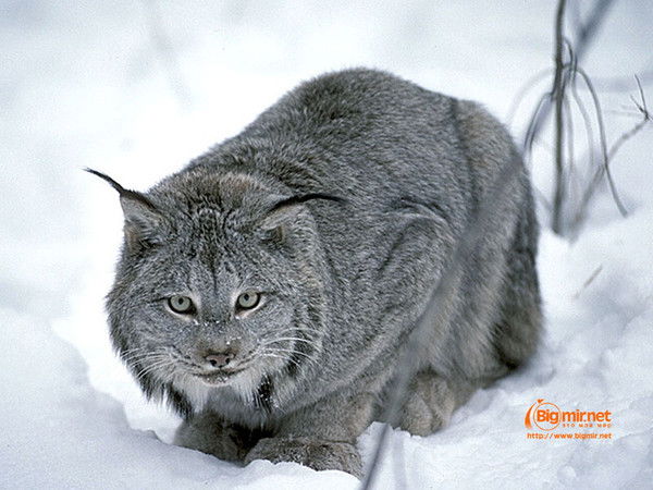 Александр Луценко