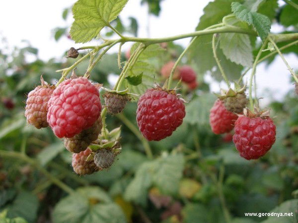 Марина Кокодеева