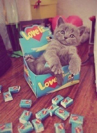 Ольга Мазок