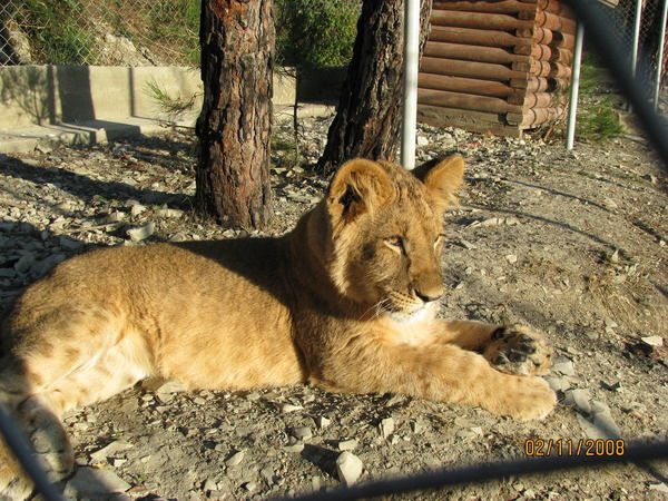 Натали Алексеева