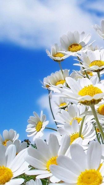 Елена Войтехович