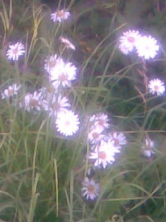 Светлана Кузьмина