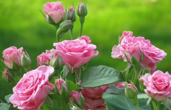 Рузиля Талипова