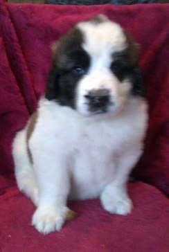 Даша Рябова