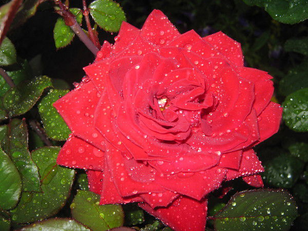 Елена Шабалдина