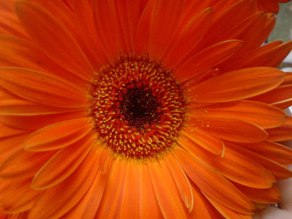 Юлия Архипова