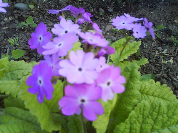 Александра Ким