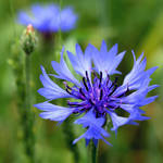 Василина Лопатько