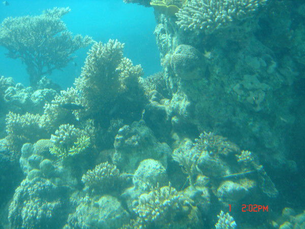 Таня Коробова