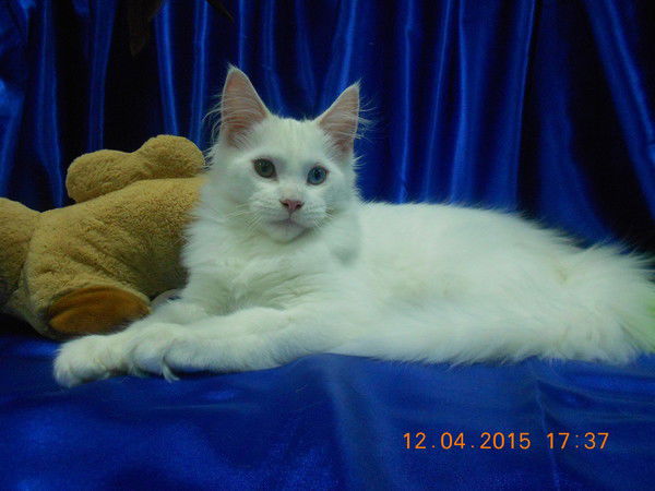 Александр Недзвецкий