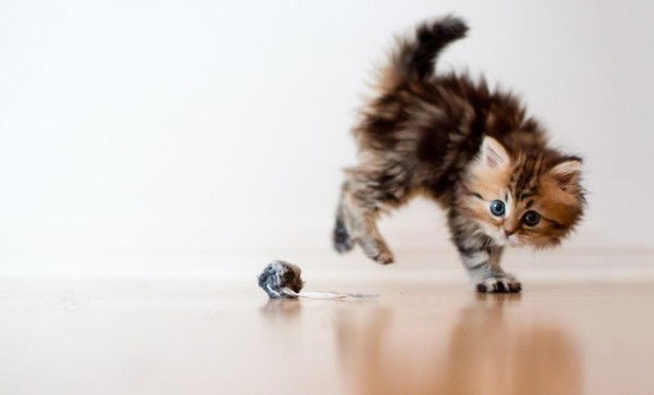 Неизвестно Неизвестно