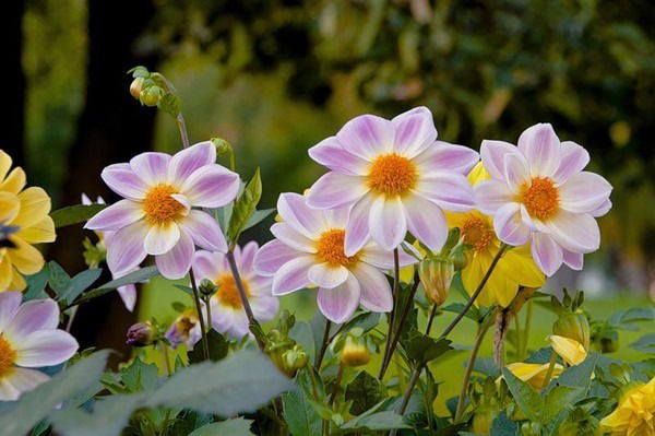 Марина Аглоненко